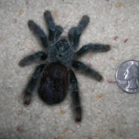 Aivcularia avicularia