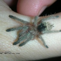 Thrixopelma ockerti