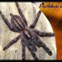 Poecilotheria metallica