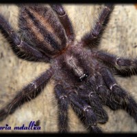 Poecilotheria metallica