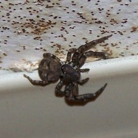 Thomisidae (Xysticus?)