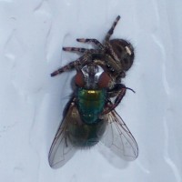 Phidippus audax with Green Bottle Fly