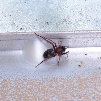 Female Ant Mimic spider with egg case