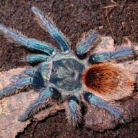 Chromatopelma cyaneopubescens