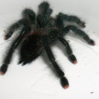 Avicularia sp. (braunshauseni?) need ID.