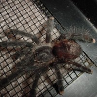 Avicularia