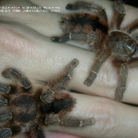 Avicularia minatrix