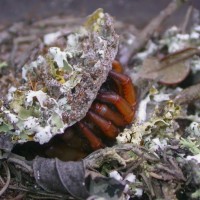 Ctenolophus Basking