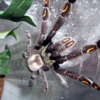 Psalmopoeus Irminia