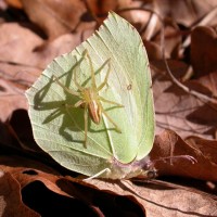 Spider on butterfly