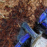 Cyriopagopus sp. "Singapore Blue" 7" Female