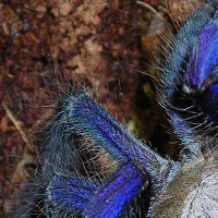 Cyriopagopus sp. "Singapore Blue 7" Female