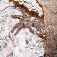 P.ornata 5m