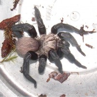 Trap Door Spider