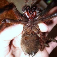 Theraphosa apophysis male or female?