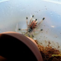 Avicularia sp. Amazonas "purple" 4m