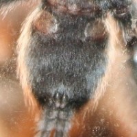 P.irminia