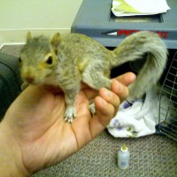 Baby Squirrel