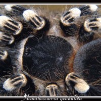 A geniculata