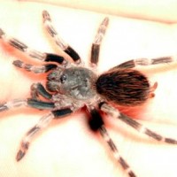 Nhandu Chromatus Spiderling