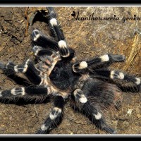 A geniculata