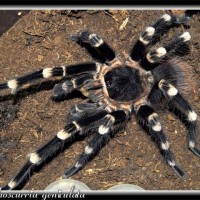 A geniculata