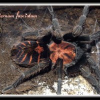 C fasciatum