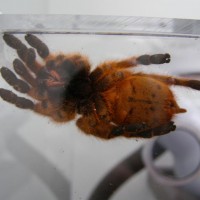 My OBT