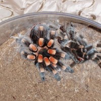 Brachypelma Smithi I-Male