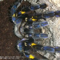 Poecilotheria metallica