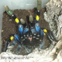 Poecilotheria metallica