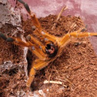 P. murinus