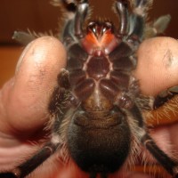 l.parahybana girl?