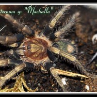 Cyclosternum sp. "Machalla"