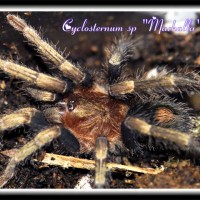 Cyclosternum sp. "Machalla"