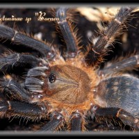 Lampropelma sp "Borneo"