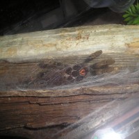 Avicularia Avicularia