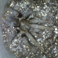 Haplopelma sp