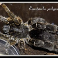 Eucratoscelus pachypus