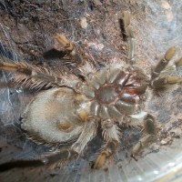 Brachypelma albopilosum molting