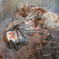 Brachypelma albopilosum molting