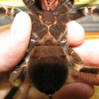 B. smithi