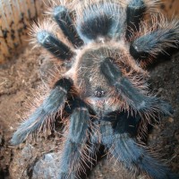 Brachypelma albopilosum (after molting)