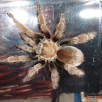 California Tarantula