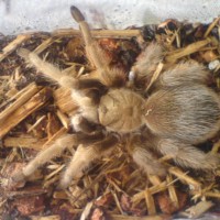 Another California Tarantula