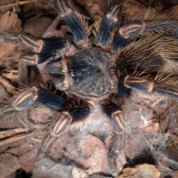 Equador Blue Leg Tarantula