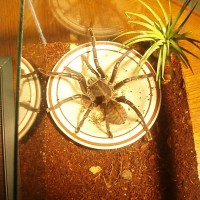 Haplopelma sp. "vietnam" unsexed sub-adult