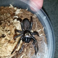 Arbanitis sp. Black