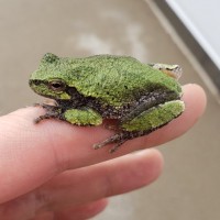 Frog