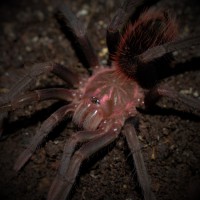 Xenesthis immanis